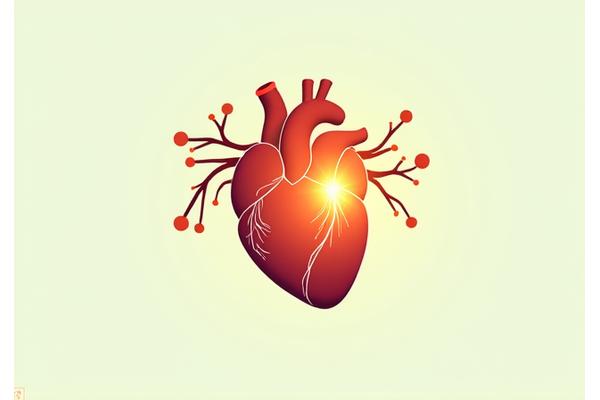 Stylized graphic showing a healthy heart and blood vessels improving with meditation